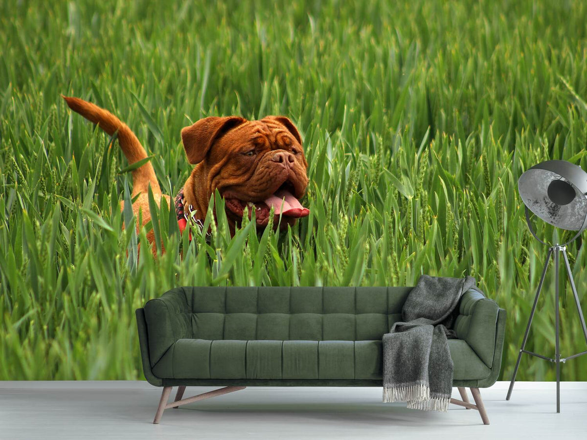 photo-wallpaper-the-mastiff-in-the-grass