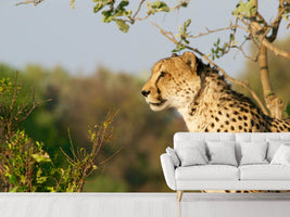 photo-wallpaper-cheetah-in-nature