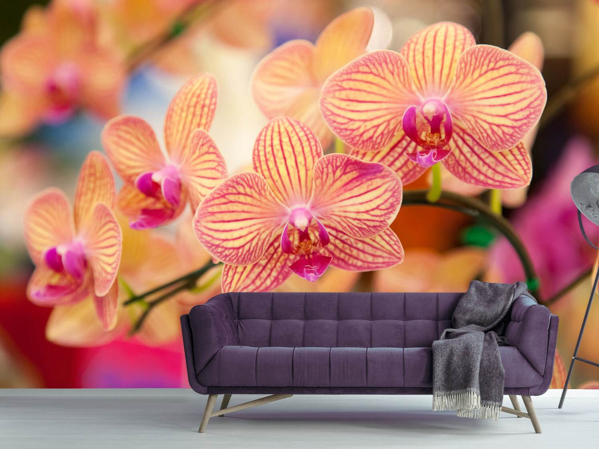 photo-wallpaper-exotic-orchids