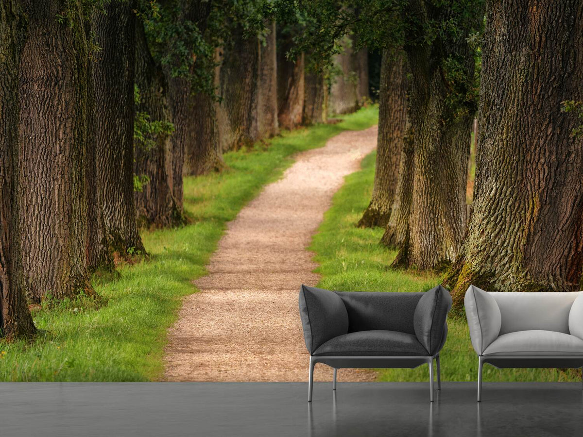 photo-wallpaper-a-path-in-the-forest