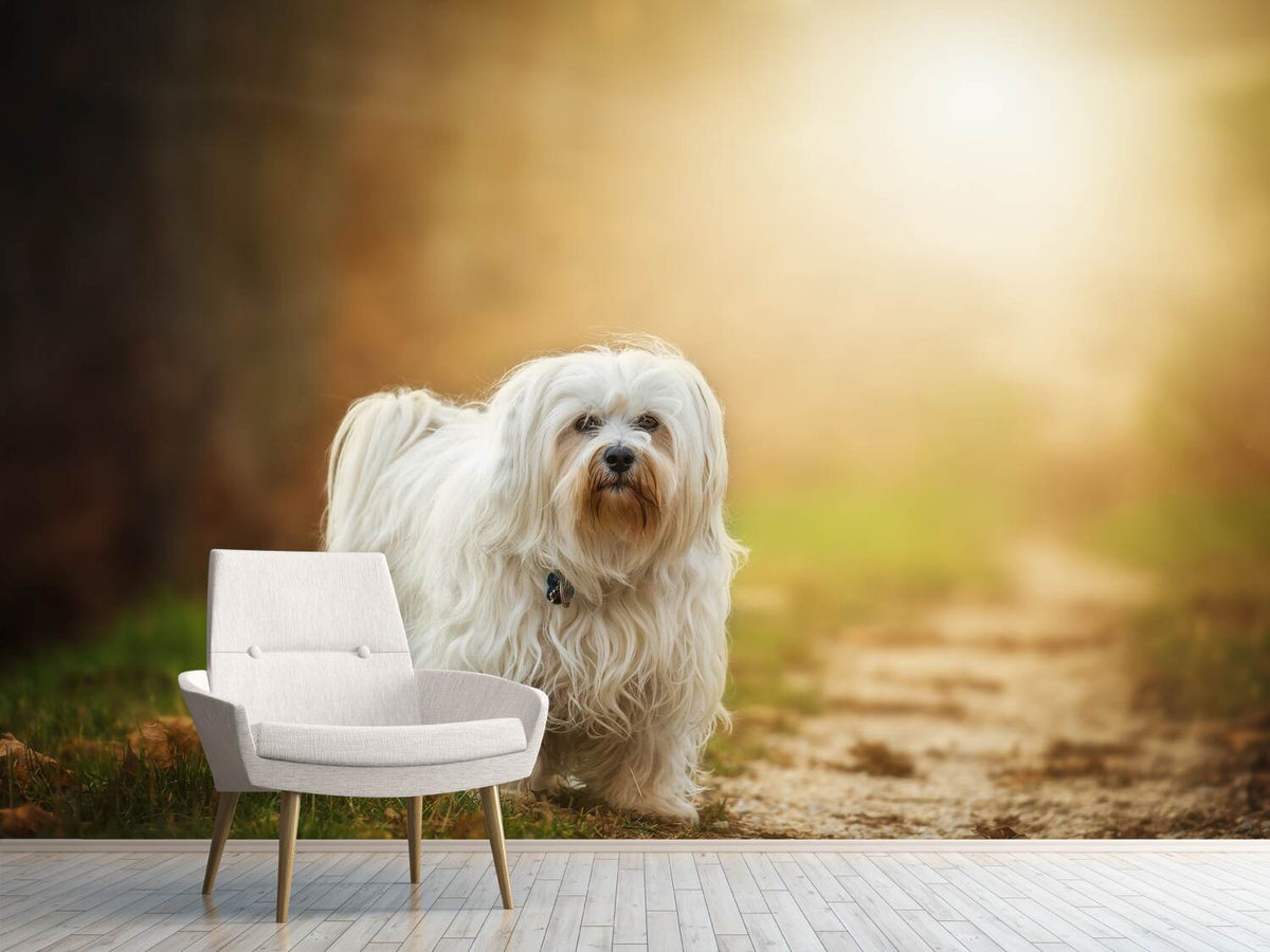 photo-wallpaper-the-havanese