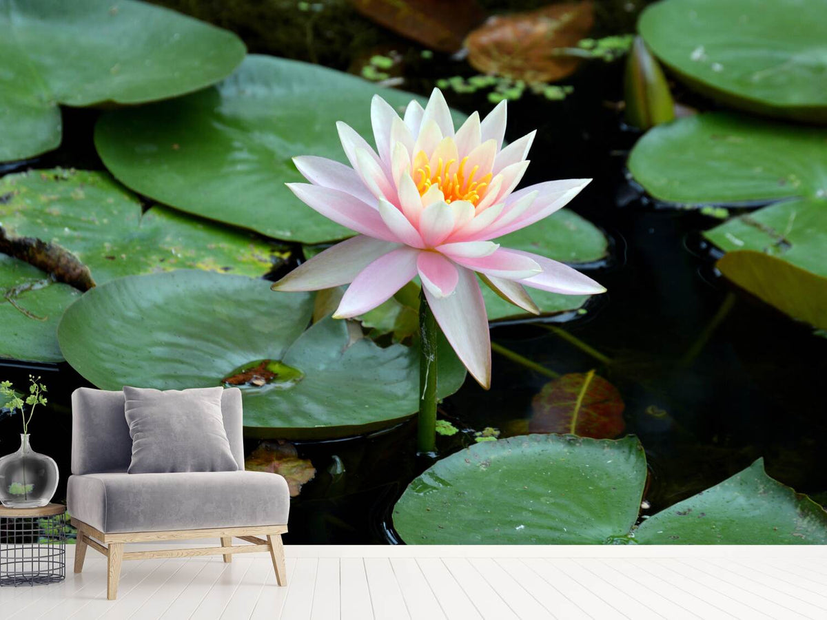 photo-wallpaper-the-proud-water-lily