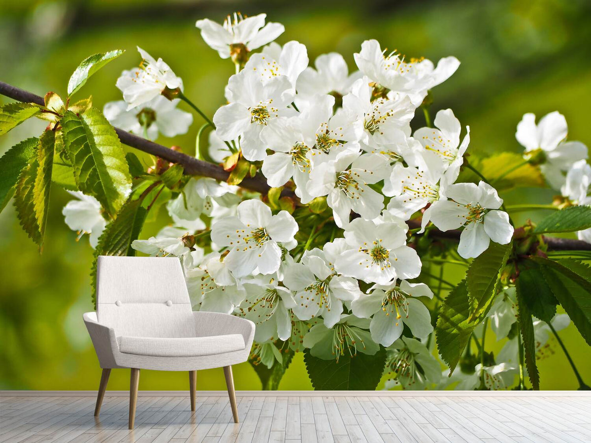 photo-wallpaper-white-flowers-in-xl