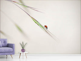 photo-wallpaper-ladybug